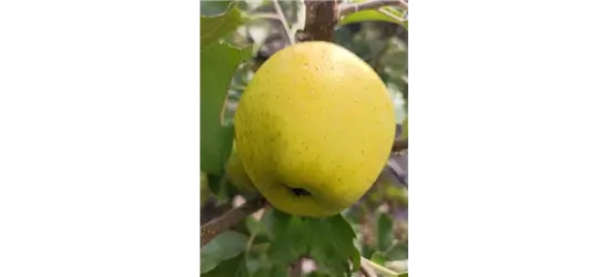 Apfel 'Ananasrenette'