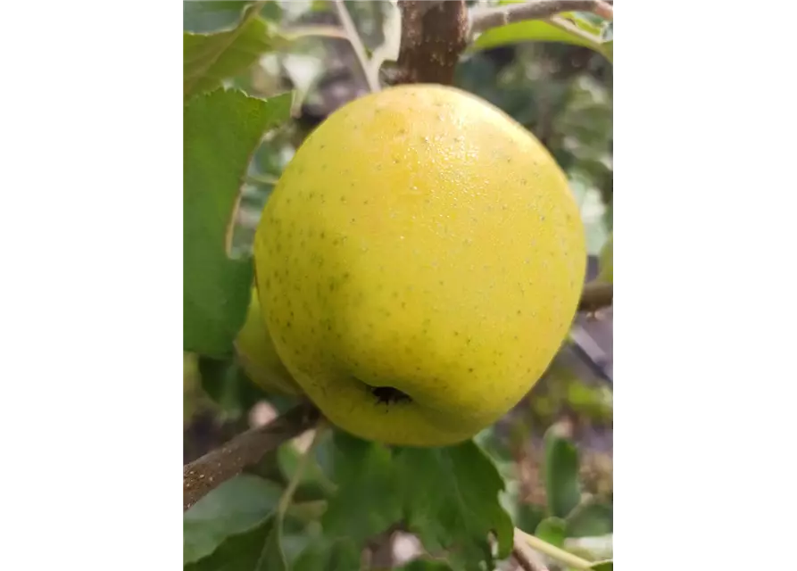 Apfel 'Ananasrenette'