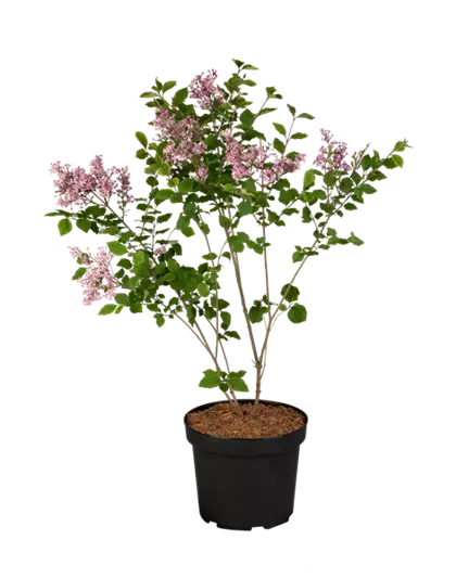 Syringa meyeri 'Dark Purple' -S- -Set-