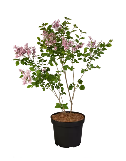 Syringa meyeri 'Dark Purple' -S- -Set-