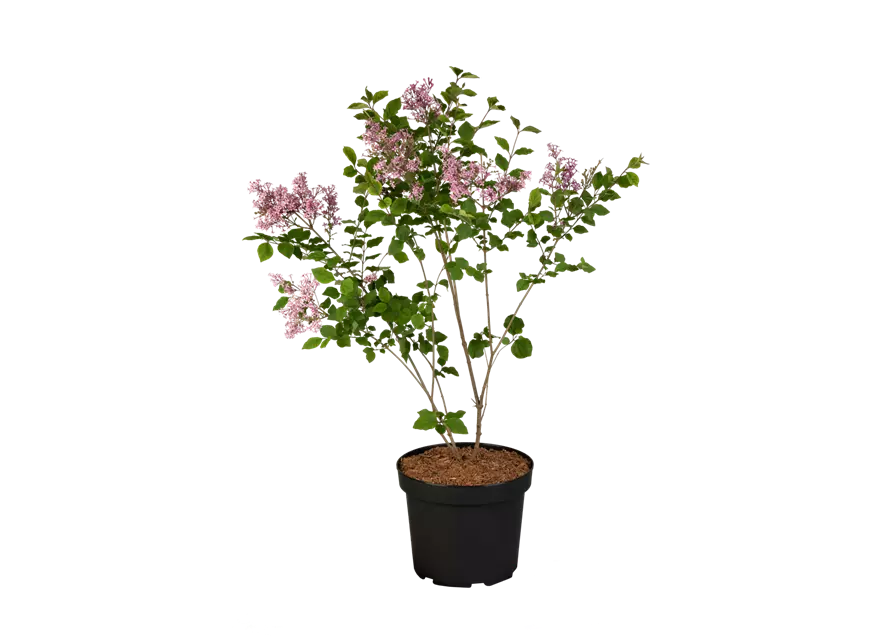 Syringa meyeri 'Dark Purple' -S- -Set-