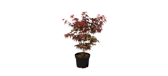 Roter Fächerahorn 'Atropurpureum'