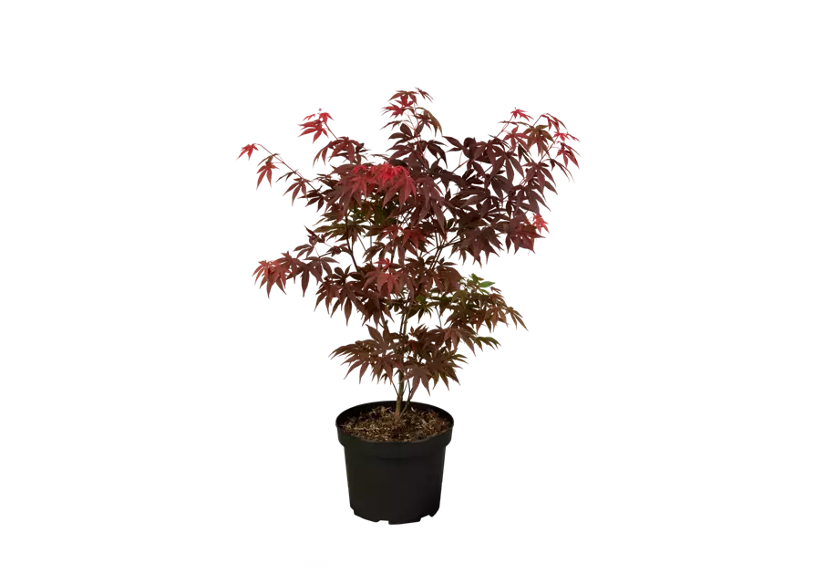 Roter Fächerahorn 'Atropurpureum'