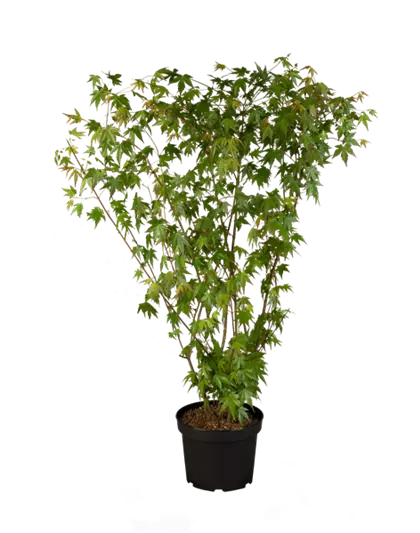 Dunkelroter Schlitzahorn 'Dissectum Garnet'