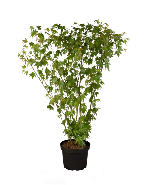 Dunkelroter Schlitzahorn 'Dissectum Garnet'