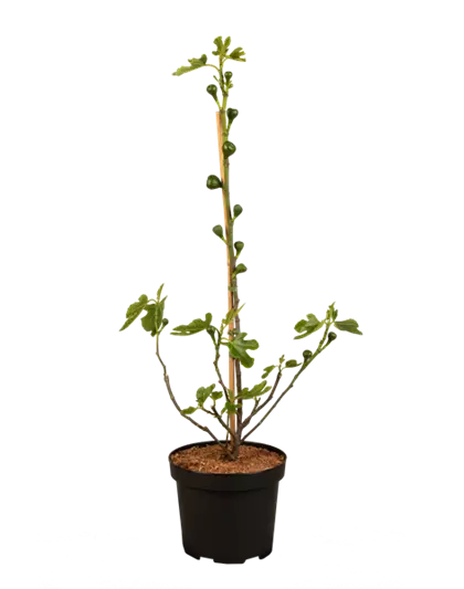 Feigenbaum 'Firoma'®