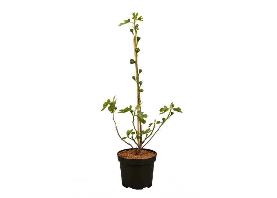 Feigenbaum 'Firoma'®