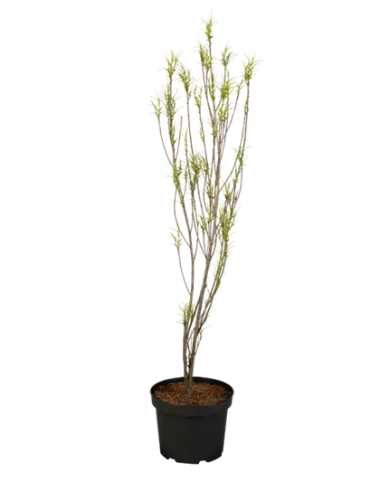 Farnblättriger Faulbaum 'Fine Line'®