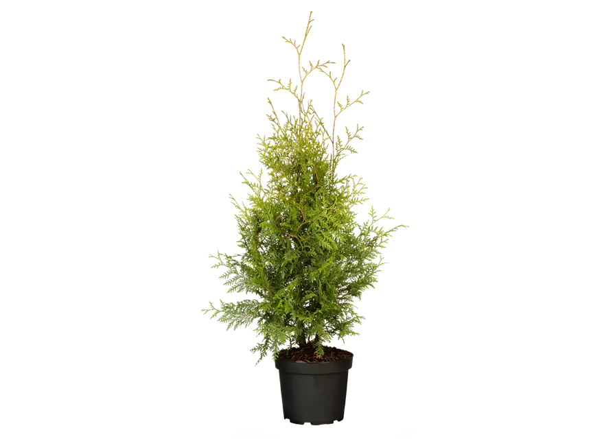 Thuja occidentalis 'Brabant'