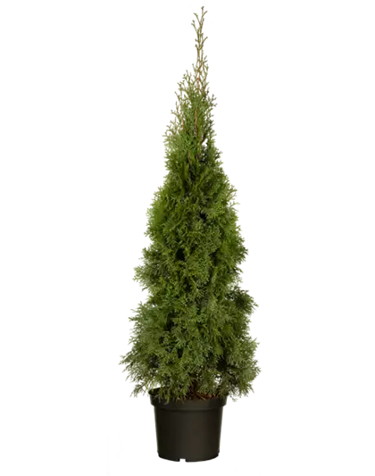 Thuja occidentalis 'Smaragd'