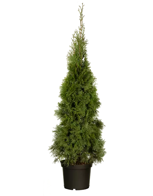 Thuja occidentalis 'Smaragd'