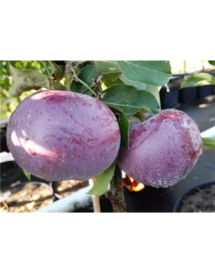 Apfel 'Blauer Kölner'