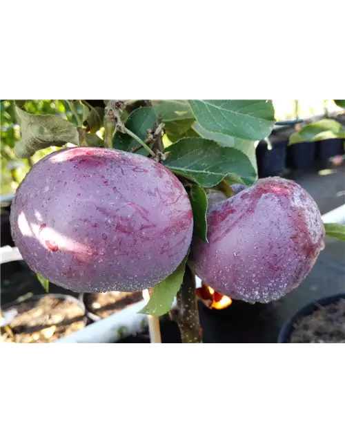 Apfel 'Blauer Kölner'