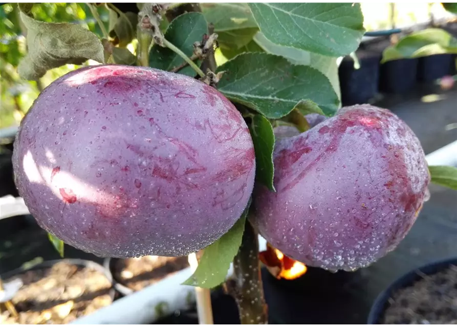 Apfel 'Blauer Kölner'