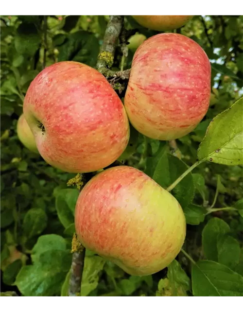 Apfel 'Dülmener Rosenapfel'