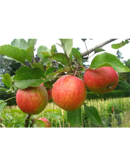 Herbstapfel 'Prinzenapfel'