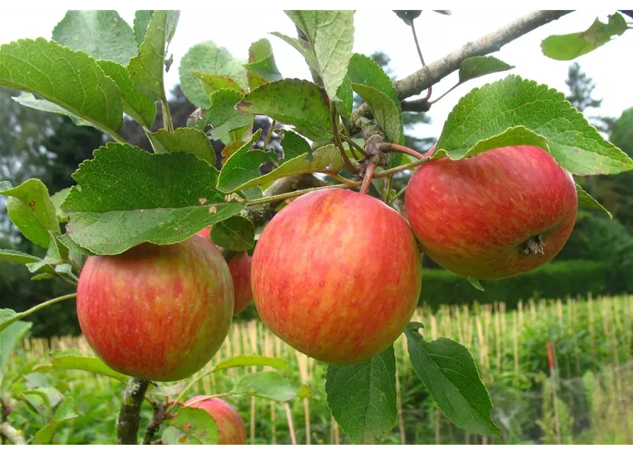 Herbstapfel 'Prinzenapfel'