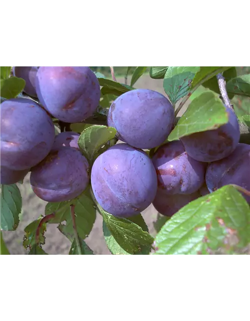 Zwetsche 'Wangenheims Frühzwetsche'