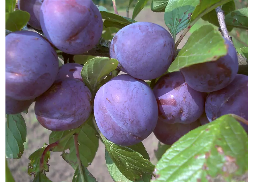 Zwetsche 'Wangenheims Frühzwetsche'