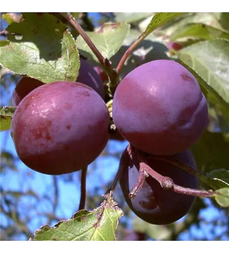 Pflaume 'Königin Viktoria'