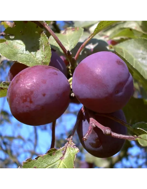 Pflaume 'Königin Viktoria'