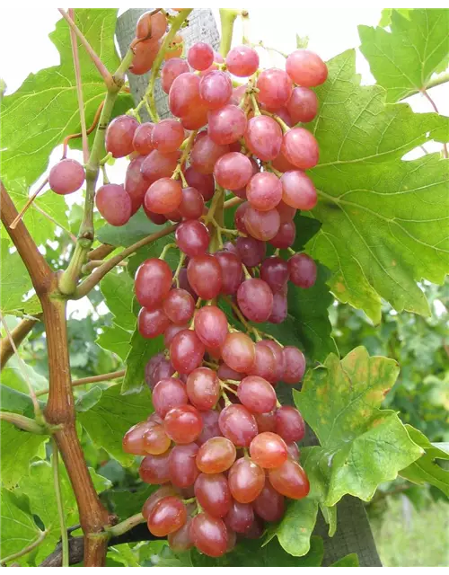 Weinrebe 'Suffolk Red'