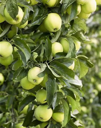 Apfel 'Golden Delicious'