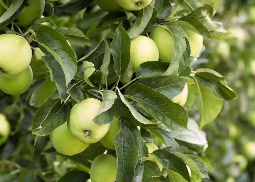 Apfel 'Golden Delicious'