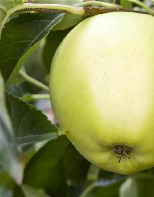 Apfel 'Golden Delicious'