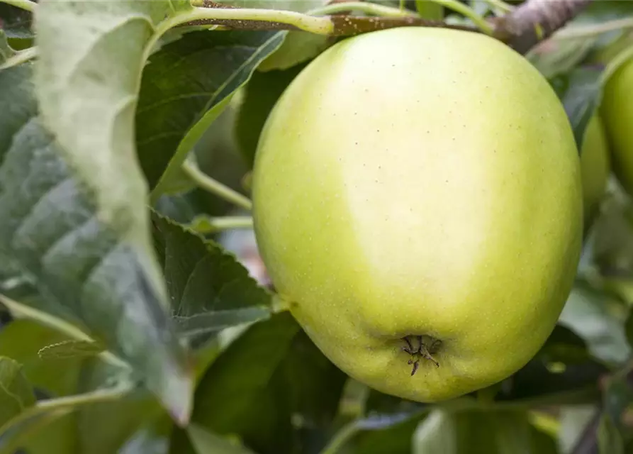 Apfel 'Golden Delicious'