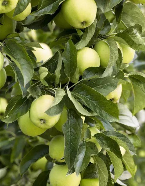 Apfel 'Golden Delicious'