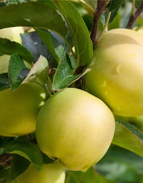 Apfel 'Golden Delicious'