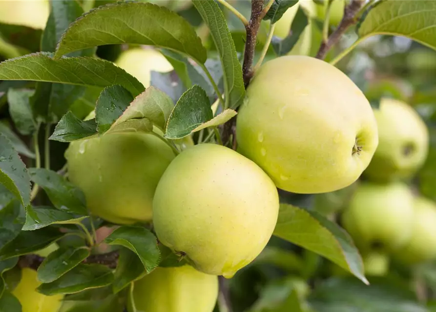 Apfel 'Golden Delicious'