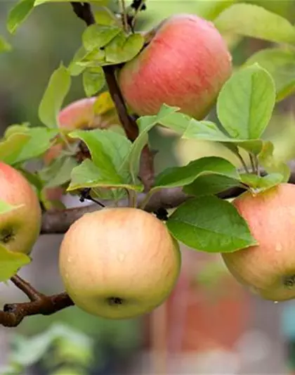 Winterapfel 'Goldparmäne'