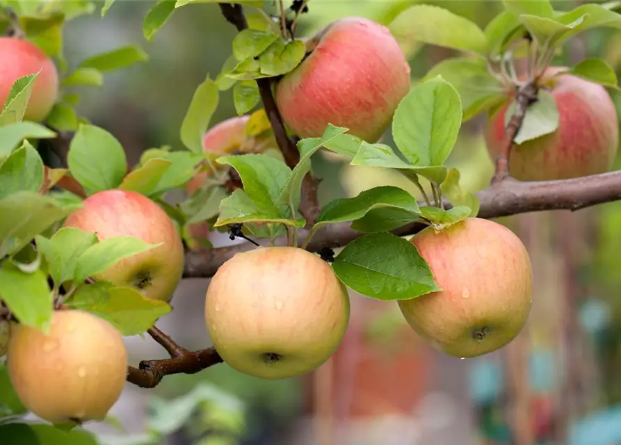 Winterapfel 'Goldparmäne'