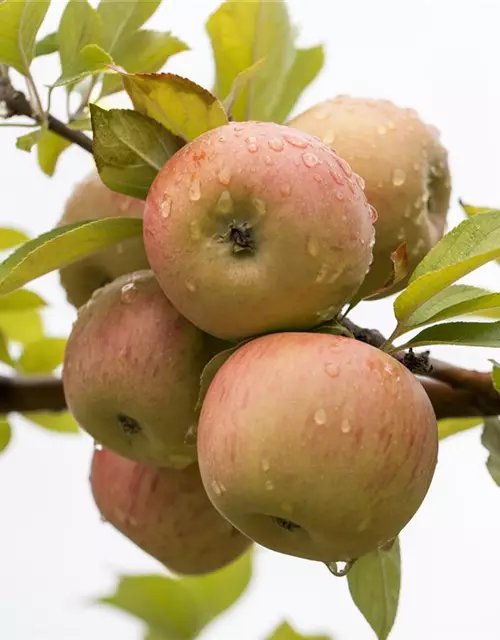 Winterapfel 'Goldparmäne'