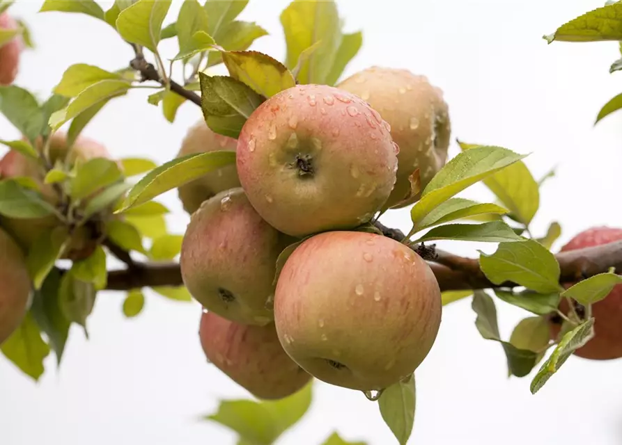 Winterapfel 'Goldparmäne'