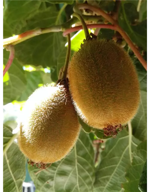 Kiwi (weiblich)