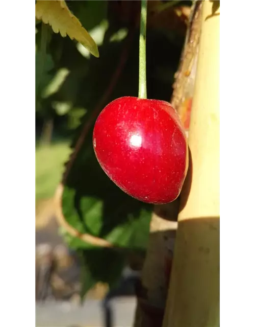 Süßkirsche 'Kassins Frühe'