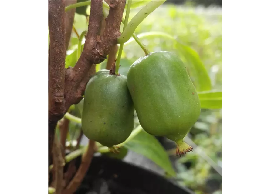 Kiwi 'Super Issai'