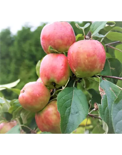 Apfel 'Gravensteiner'