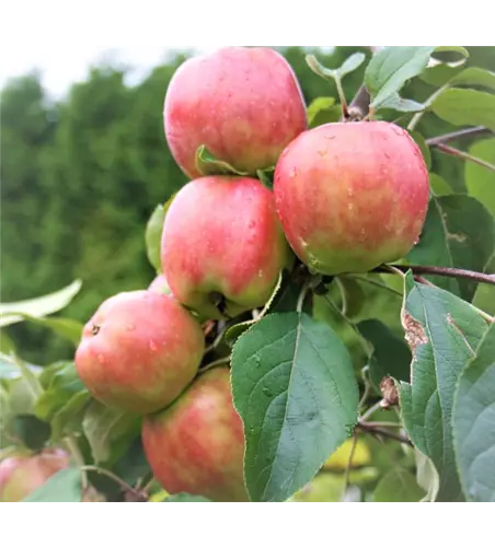 Apfel 'Gravensteiner'