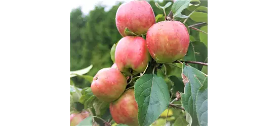 Apfel 'Gravensteiner'