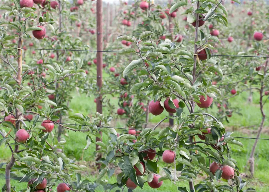 Apfel 'Jonagold'