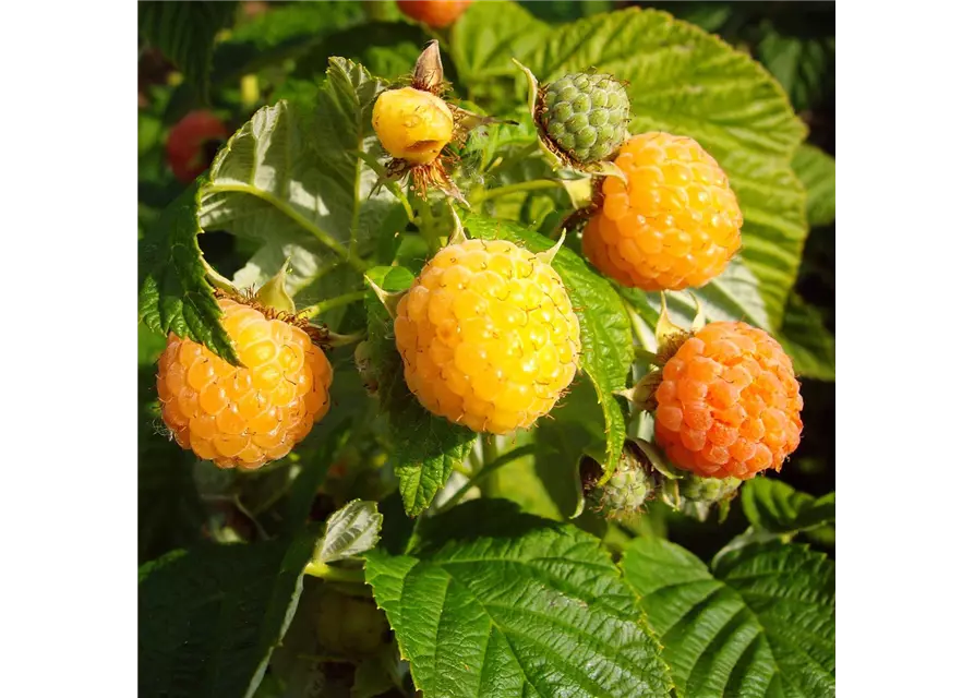 Herbsttragende Himbeere 'Fallgold'