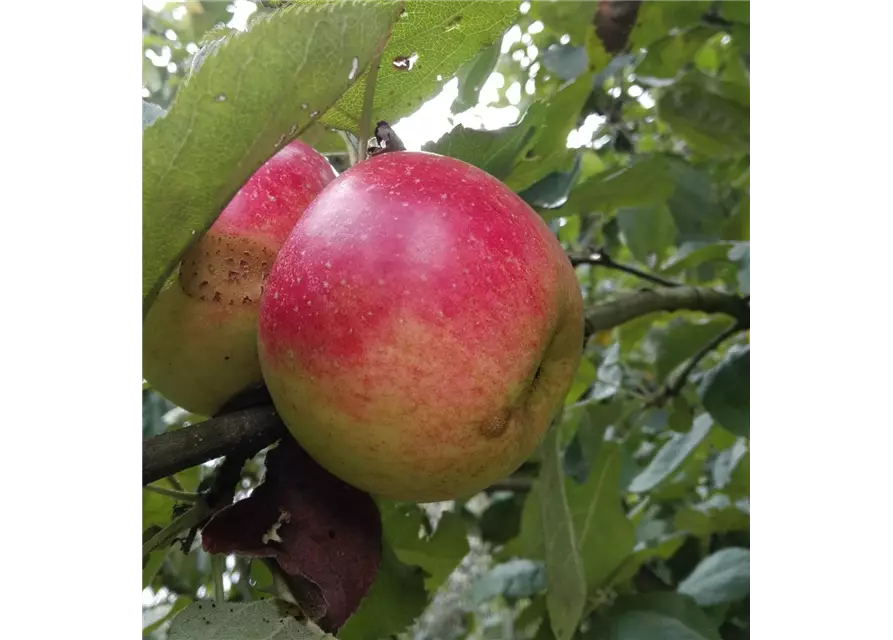 Apfel 'Juwel von Kirchwerder'