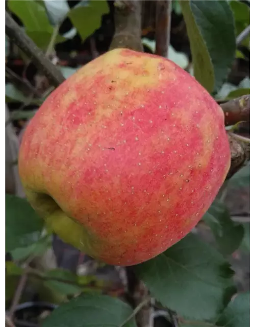 Apfel 'Karneval'®