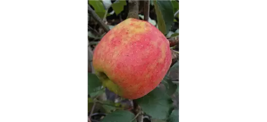 Apfel 'Karneval'®