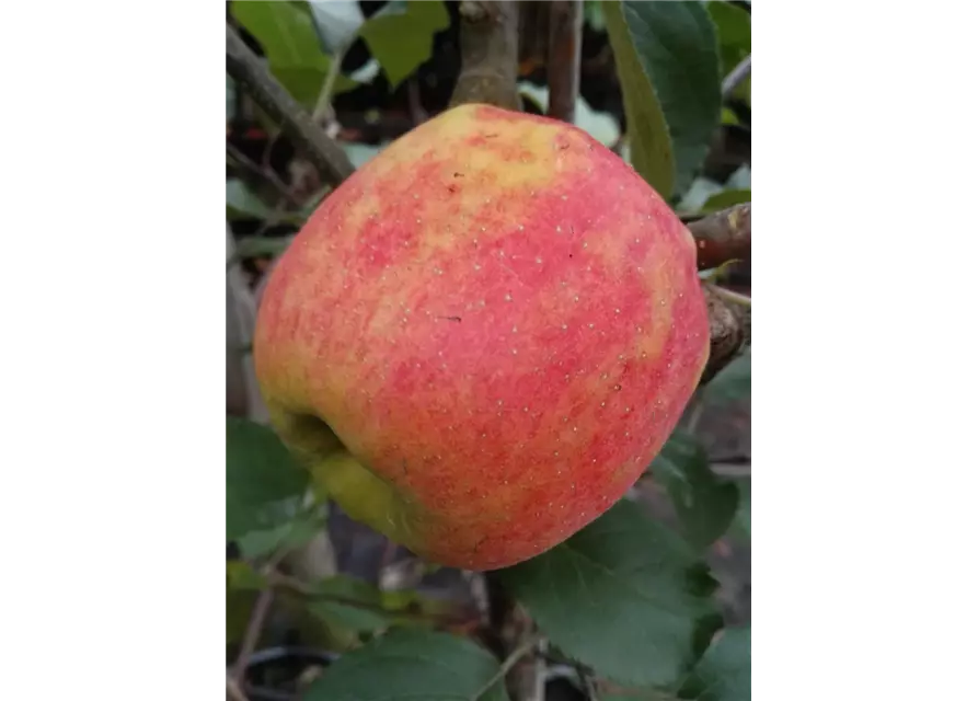 Apfel 'Karneval'®