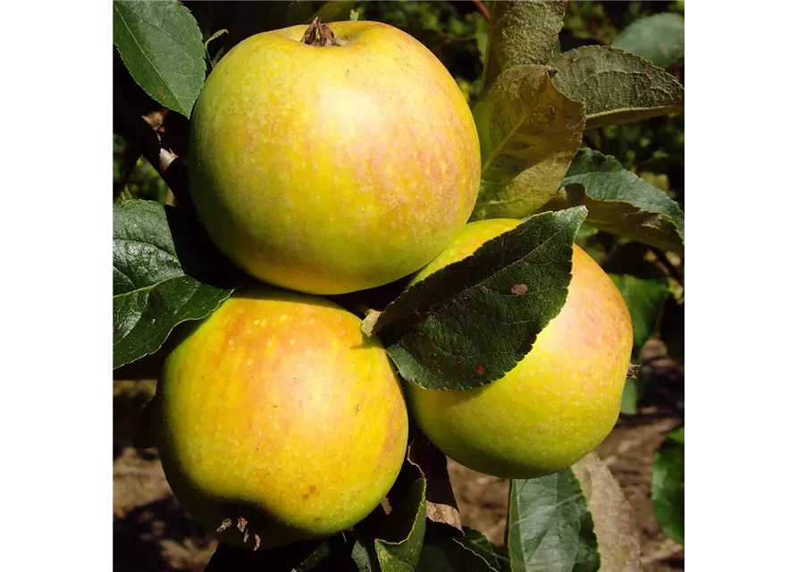 Apfel 'Osnabrücker Renette'